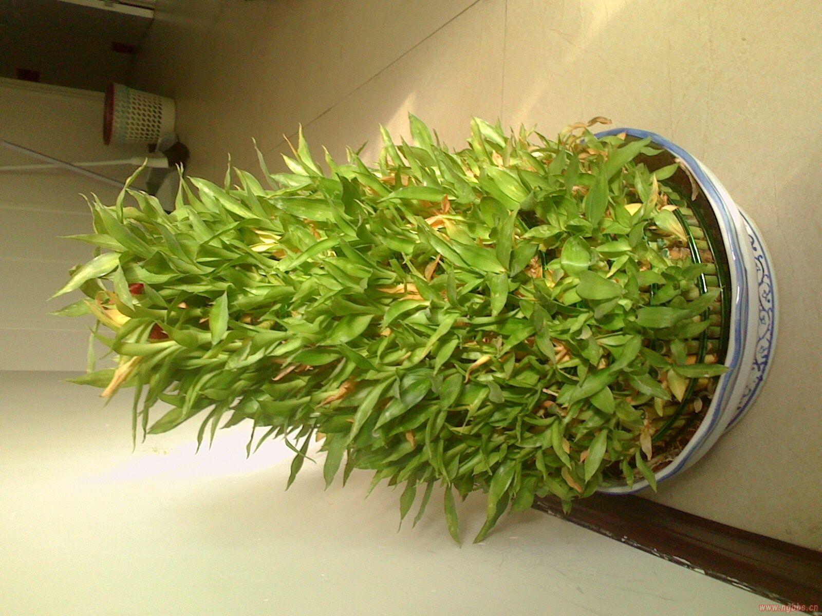 求救:我家富贵竹好多叶子黄了怎么办? - ┊宠物