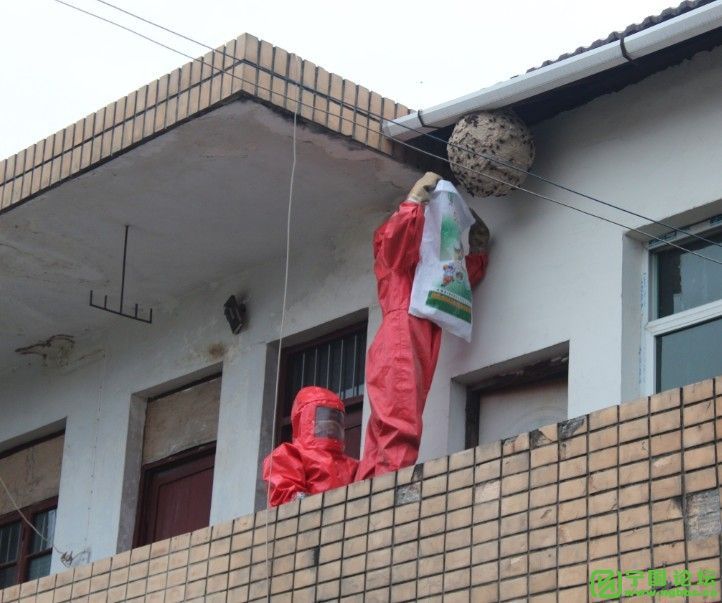 打电话叫消防队来掏个马蜂窝都不来,什么情况