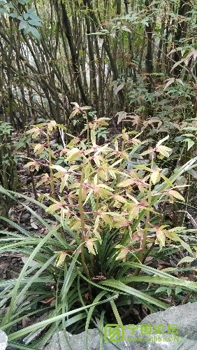 野生兰花(树兰)