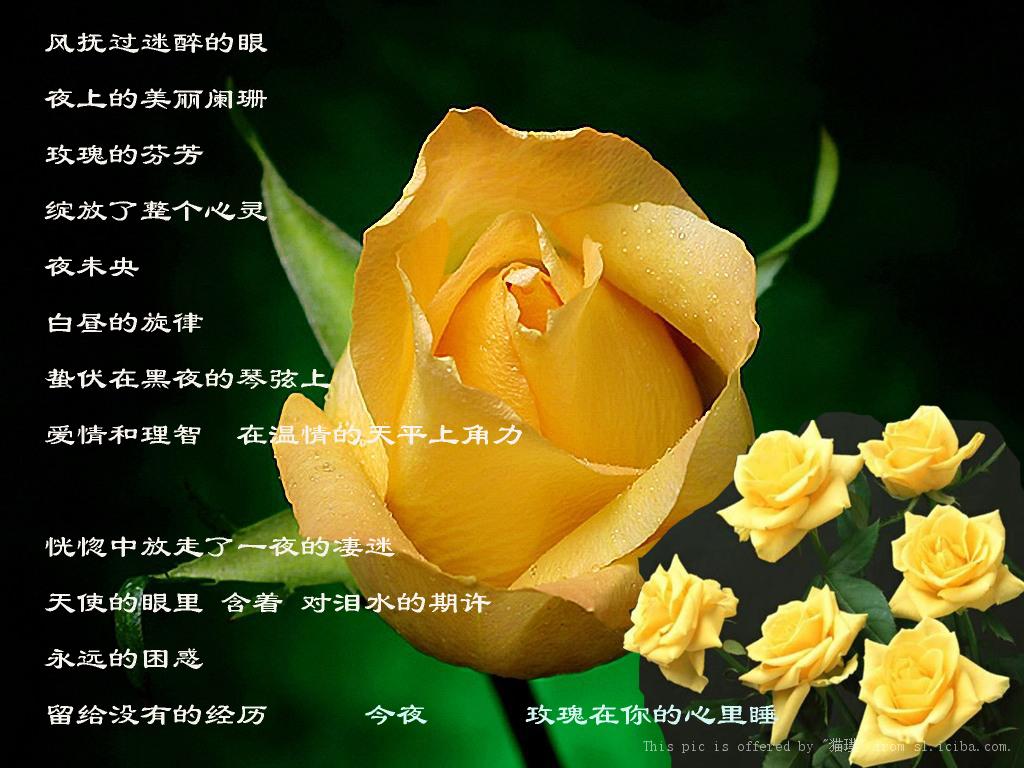 送给^-^姐的歌——《黄玫瑰》