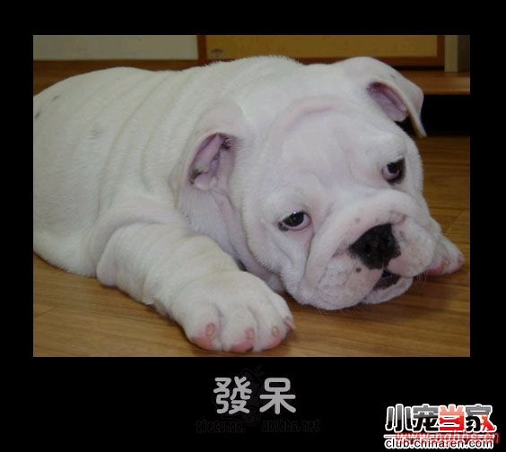 [搞笑图片]逗死人的动物表情,绝了! - 宁国论坛 - 发呆.jpg