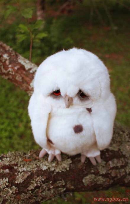 我的英文全名叫:"follow heart"……中文全名叫"怂"