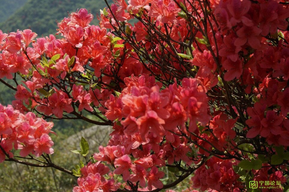 體驗寧國雲梯畲族民俗三月三風情,登湯公山,觀賞千畝杜鵑映山紅系列