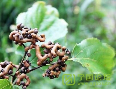 大家还记得小时候的拐角树吗?