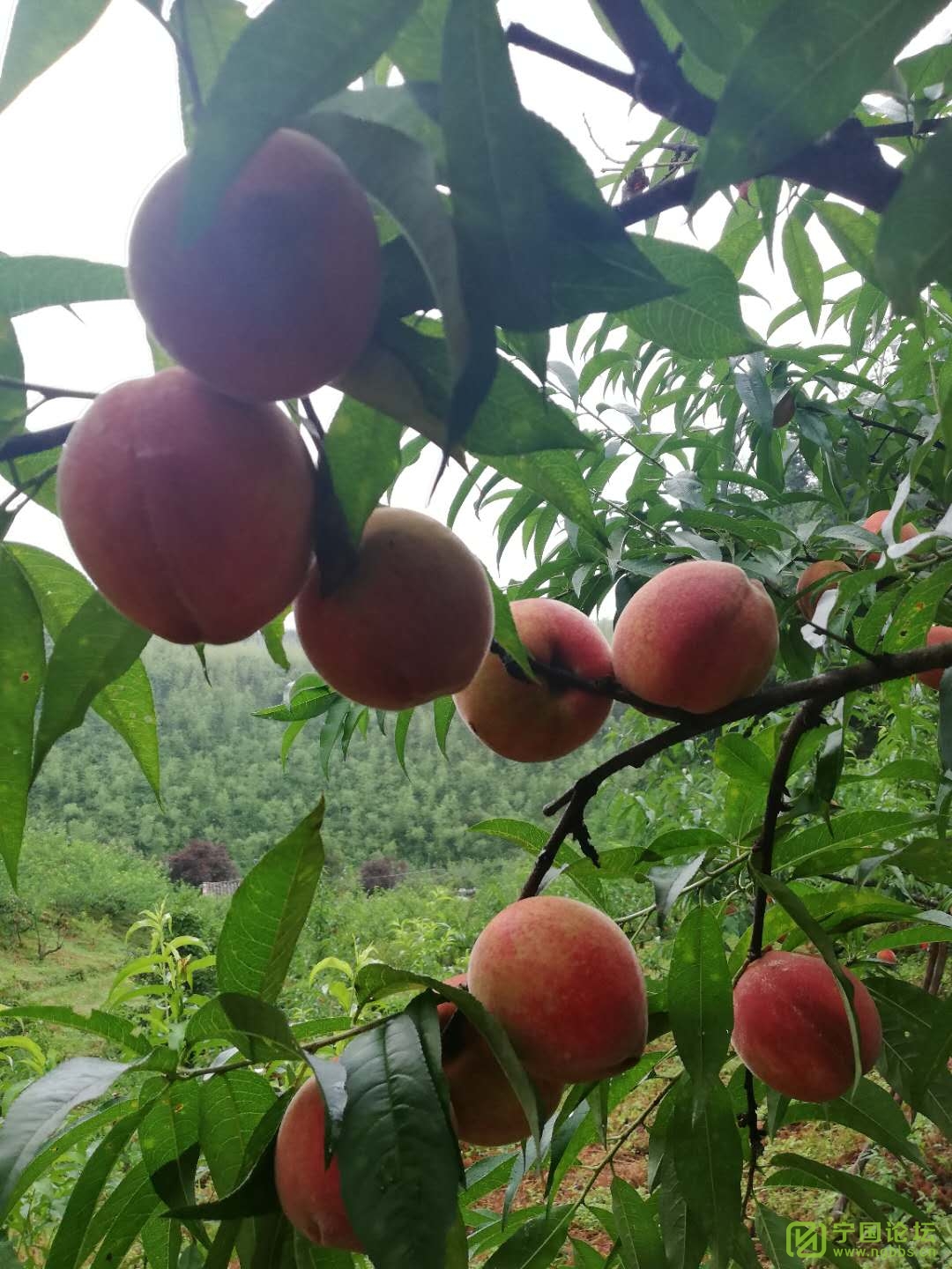 世京果園摘水蜜桃咯—快把味美多汁的水蜜桃帶回家,嘗一嘗夏天的味道