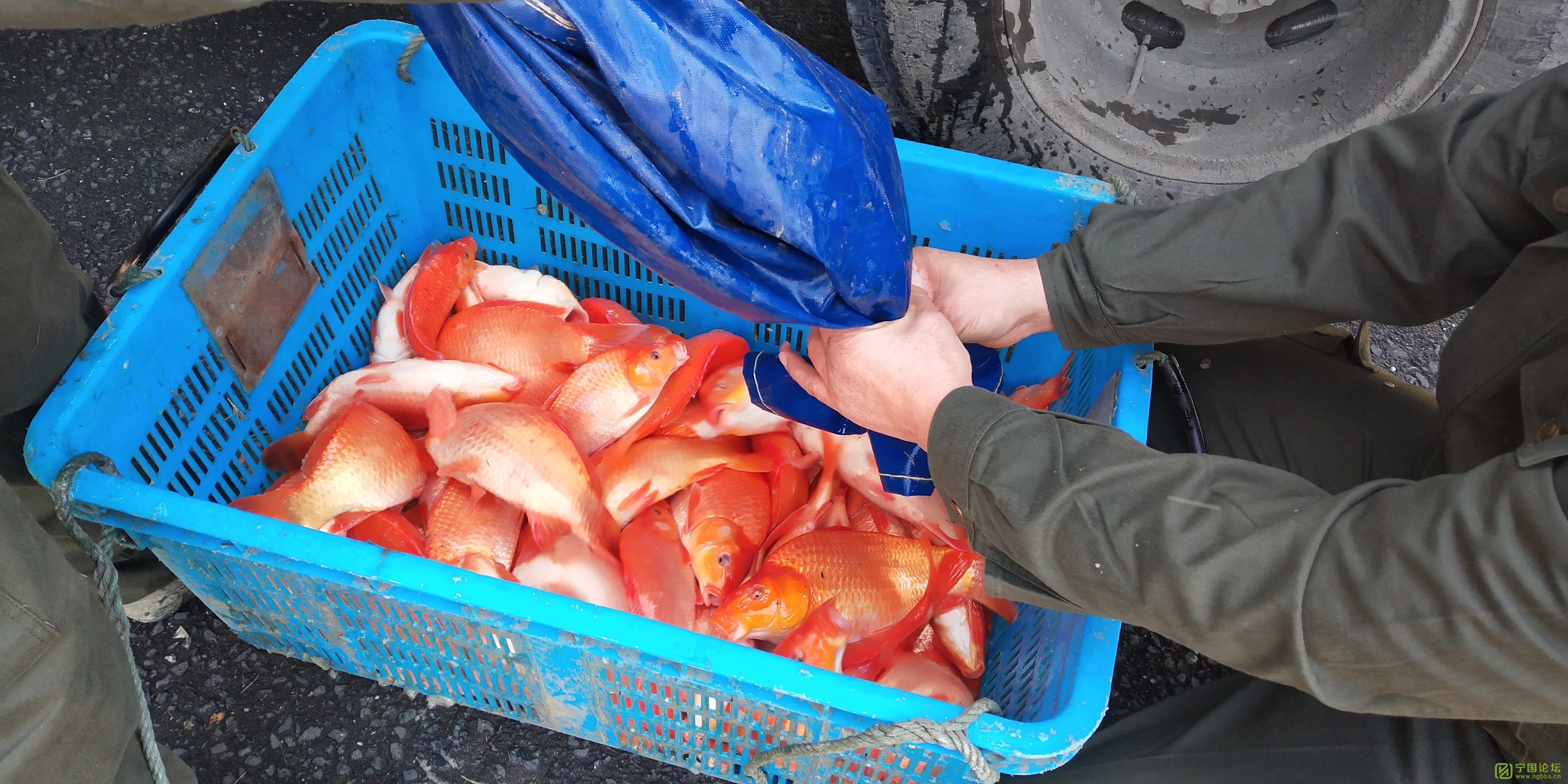 增殖放流,改善水质,宁阳湖投放2100尾鱼苗