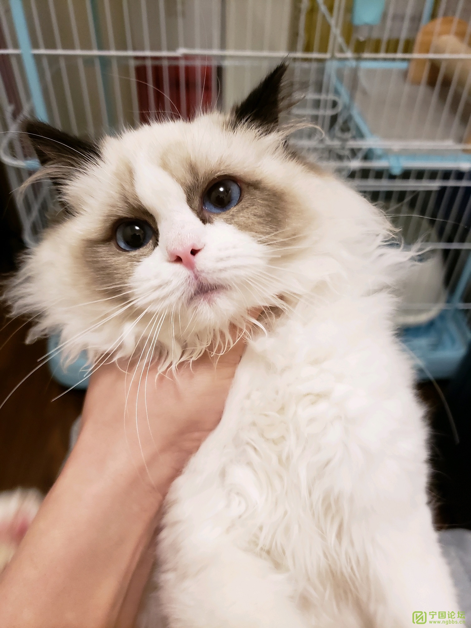 精品猫咪 布偶 包纯种