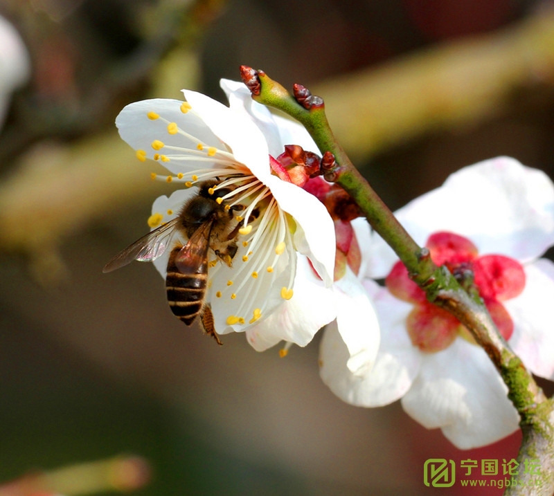 又到一年赏花时!“高桥赏梅亲子春游活动”成功举办! - 宁国论坛 - 11.jpg 又到一年赏花时!“高桥赏梅亲子春游活动”成功举办! - 宁国论坛 - 11.jpg