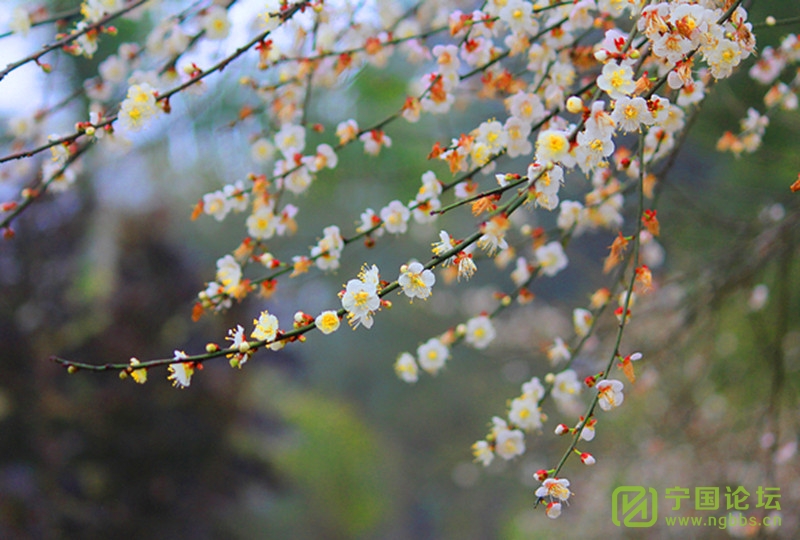 又到一年赏花时!“高桥赏梅亲子春游活动”成功举办! - 宁国论坛 - 12.jpg 又到一年赏花时!“高桥赏梅亲子春游活动”成功举办! - 宁国论坛 - 12.jpg