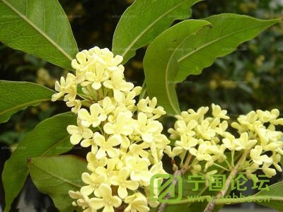 ӭ - ̳ - t0130a54a01ce806d1d.jpg